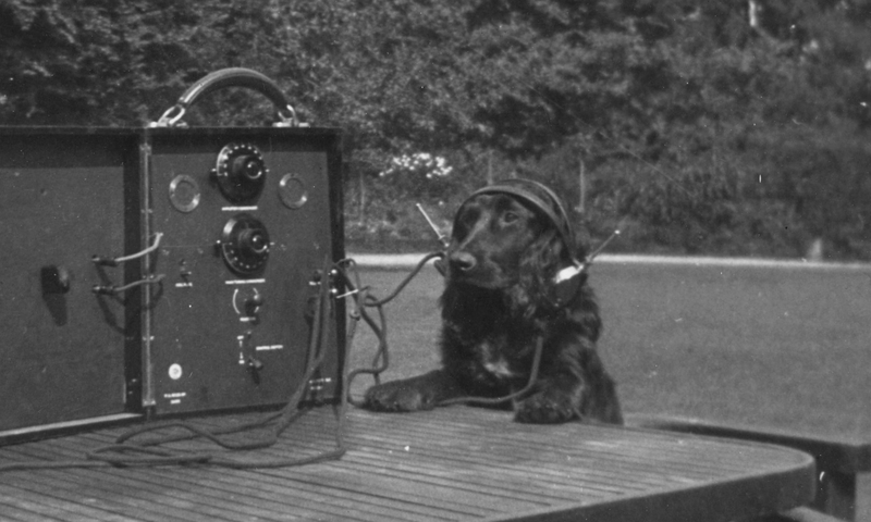 Illustration for article titled Dogs Listening to the Radio Will Cure Your Case of the Mondays